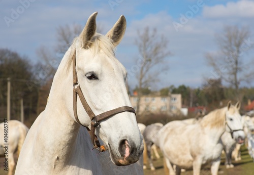 White horse portrait. Detailed Picture of the beautiful white horse head outside on the pasture land in the spring. Breed of horse is Kladrubsky horse one of oldest races in Europe and Czech Republic