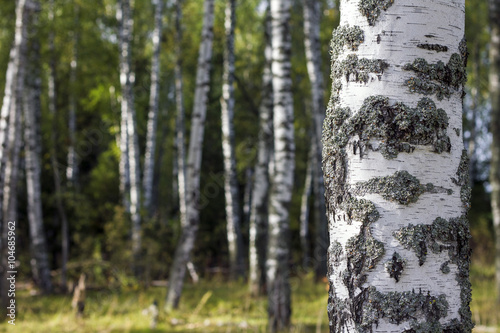 Birch Grove. Close-up of tree trunk. Russia