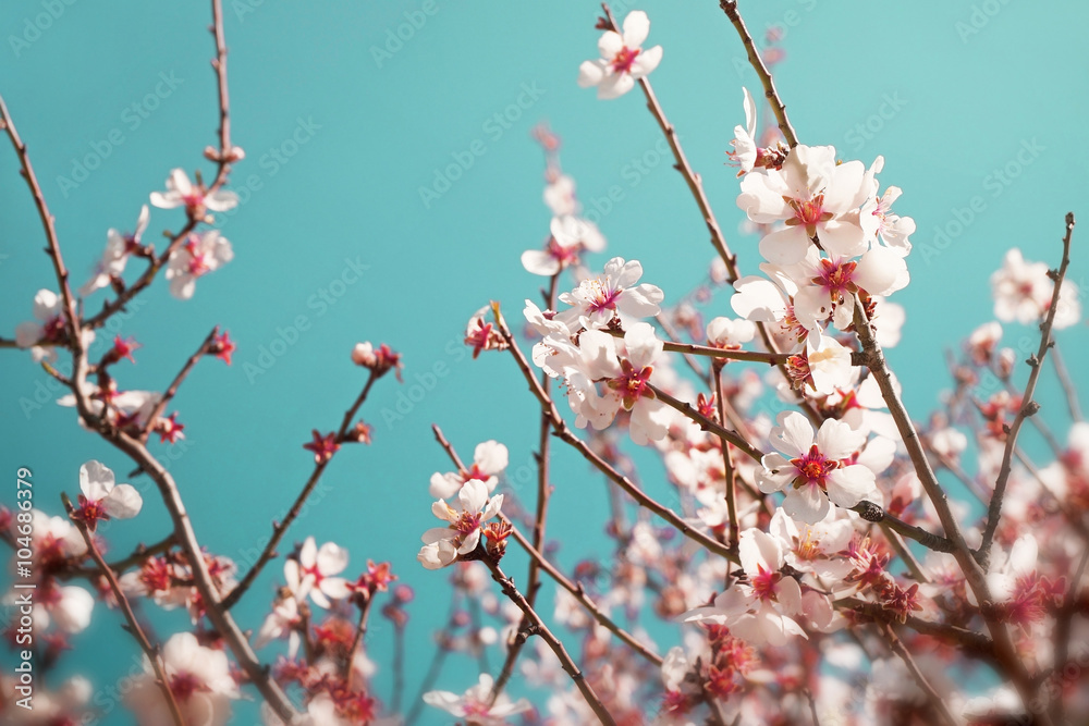 It's Springtime / Almond Tree Blossoms on a Sunny March Day It's Springtime / Almond Tree Blossoms on a Sunny March Day