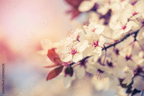 Blossom of the tree as the sign of spring time © ltummy