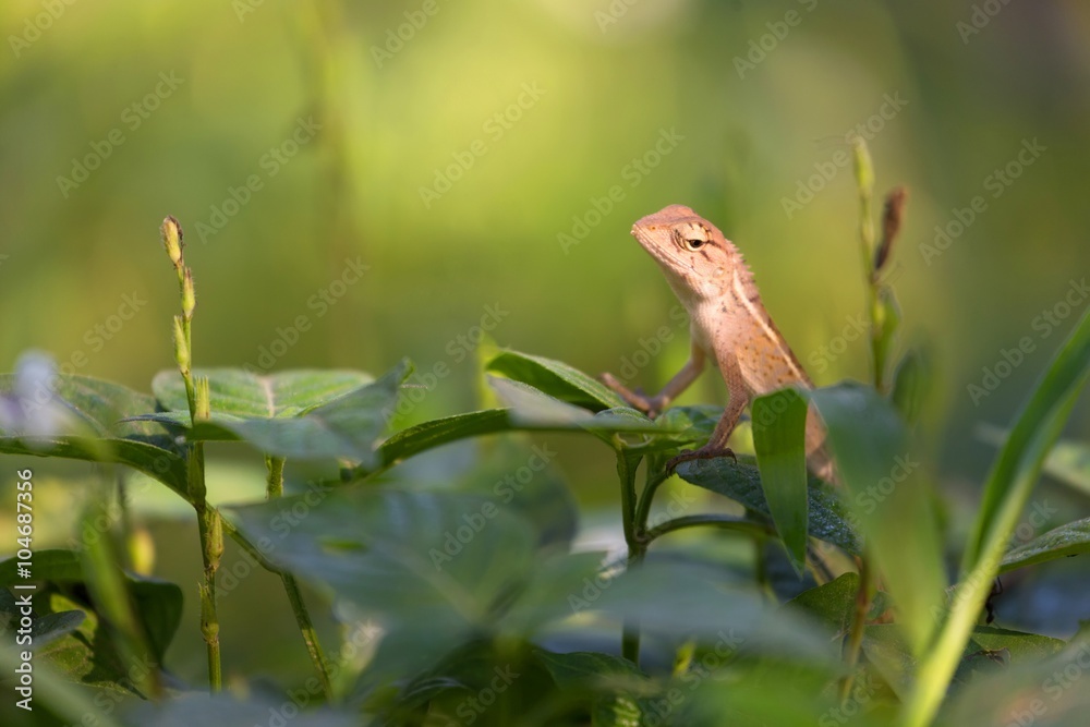 Changeable lizard on leaf Changeable lizard on leaf