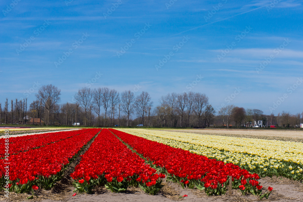 field of tulips.  colorful tulip farm.  Netherlands field. Dutch