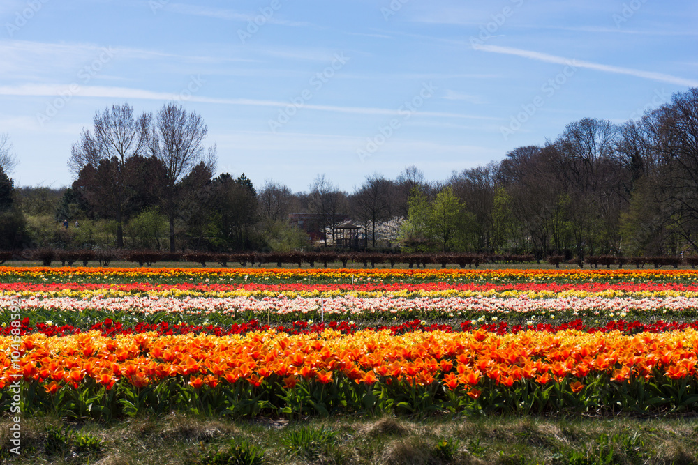 field of tulips.  colorful tulip farm.  Netherlands field. Dutch