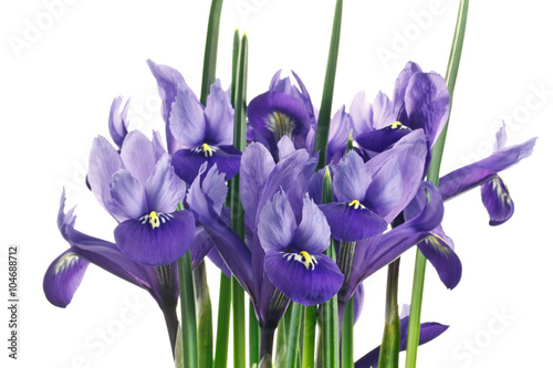 fiori di iris su sfondo bianco photo