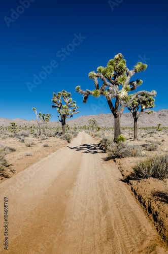 Sandy Desert Road with Joshua Trees