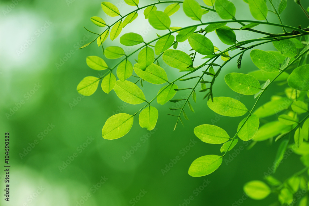 new growing green leaf in spring day, vertical composition