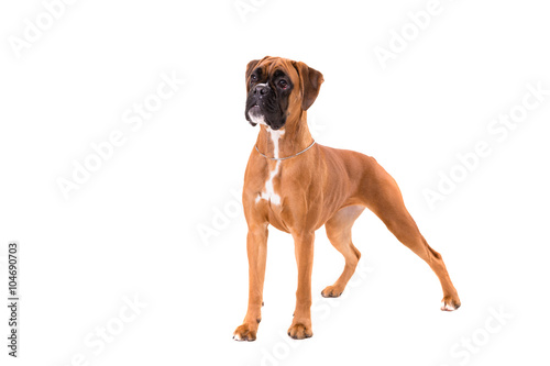 Fototapeta Naklejka Na Ścianę i Meble -  Beautiful boxer puppy