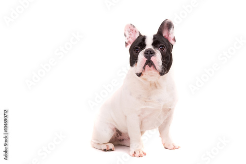 Fototapeta Naklejka Na Ścianę i Meble -  French Bulldog puppy