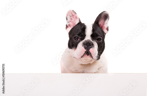 French Bulldog puppy © Hugo Félix