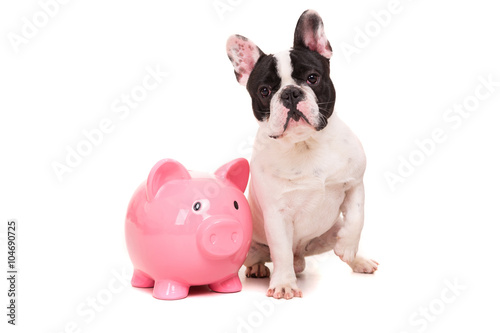Fototapeta Naklejka Na Ścianę i Meble -  French Bulldog saving money