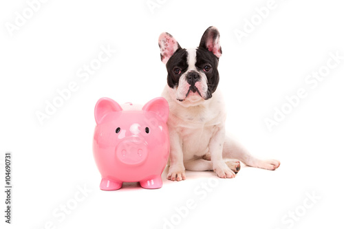 French Bulldog saving money