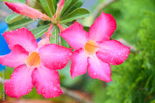 flesh Pink Bignonia