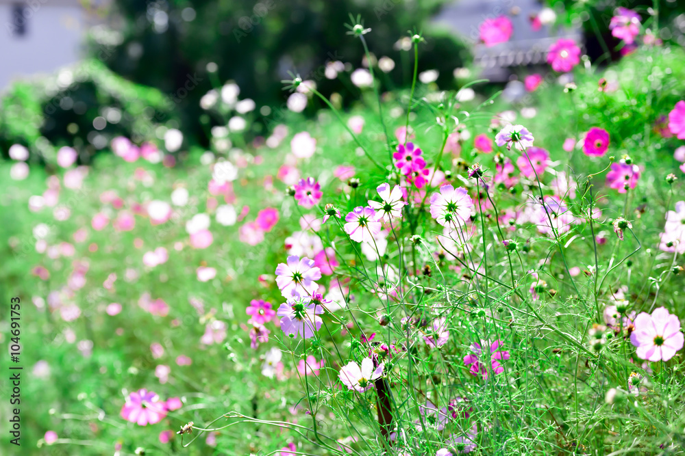 Fototapeta premium Cosmos flower 