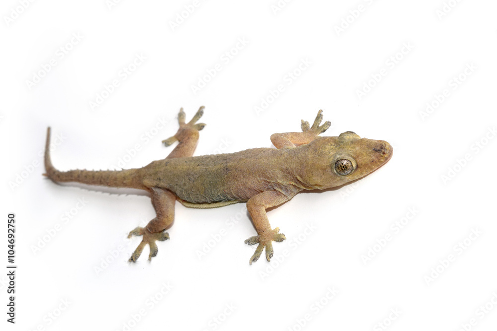 Naklejka premium House gecko or Half-toed gecko or House lizard isolate on white background