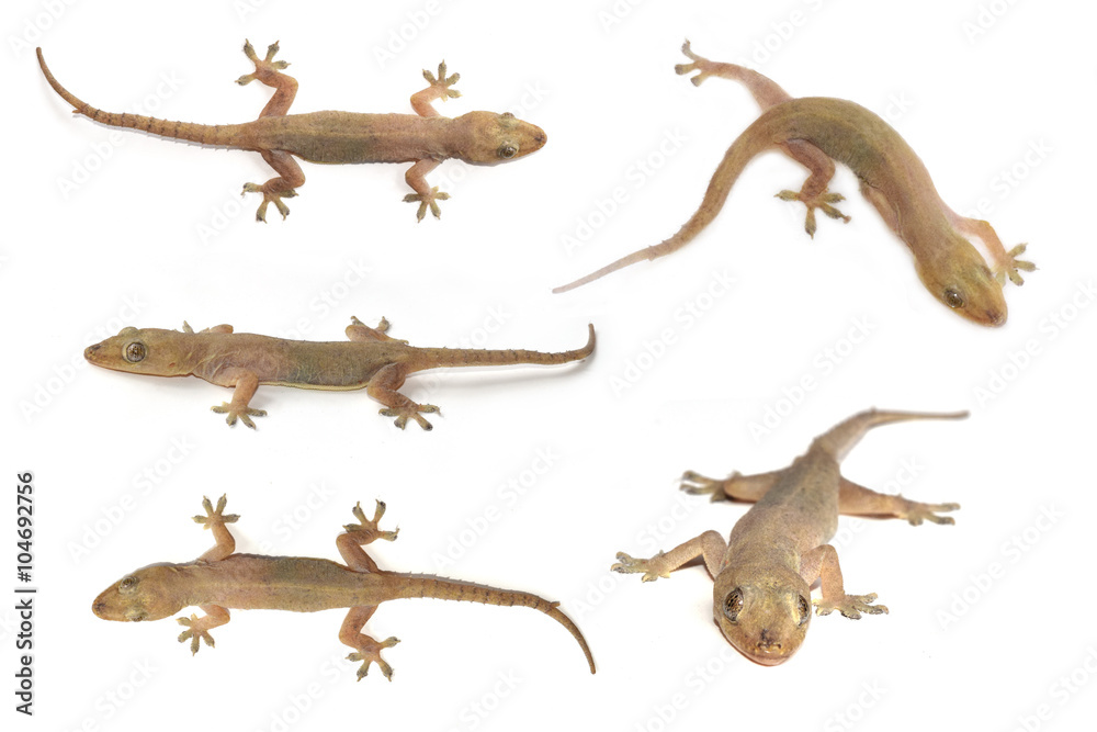 Fototapeta premium House gecko or Half-toed gecko or House lizard isolate on white background