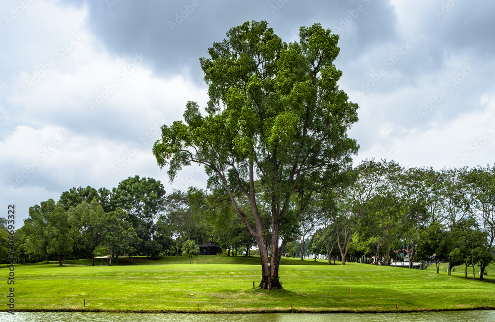 The lonely tree in lonely green field with the mostly cloudy and The lonely tree in lonely green field with the mostly cloudy and