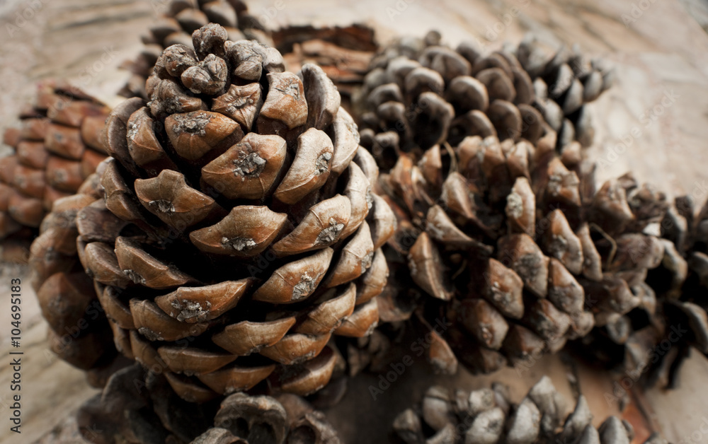 Fototapeta premium A bunch of pine cones sitting on a marble table sitting in the sun drying out.