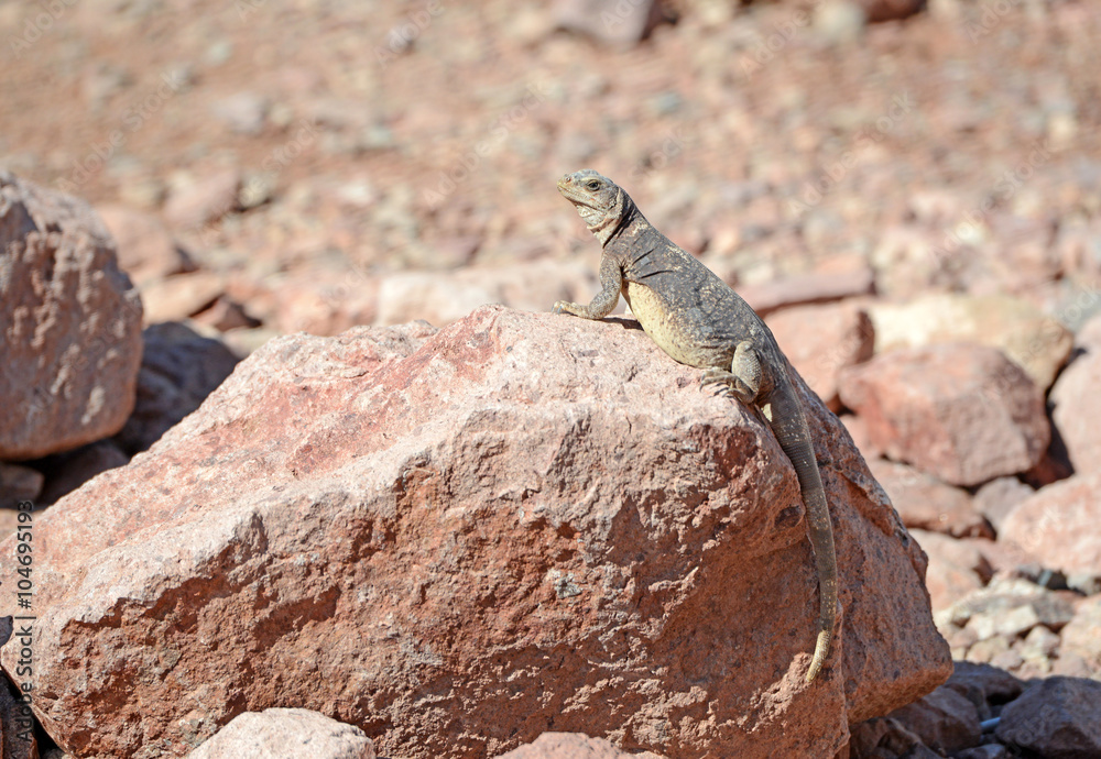 Chuckwalla lizard, native to the deserts of the southwest USA and Mexico Chuckwalla lizard, native to the deserts of the southwest USA and Mexico