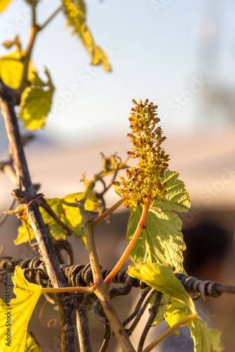 Sunset in Vineyard with small grapes