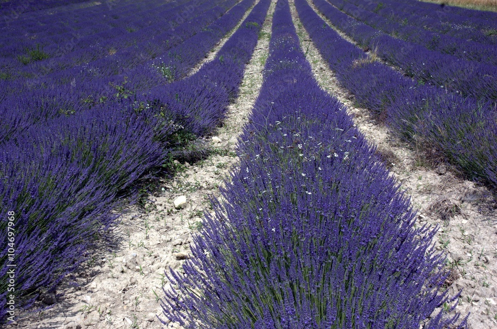 fields of lavender fields of lavender