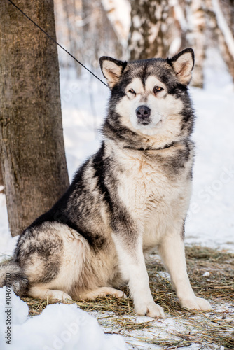 Husky in winter