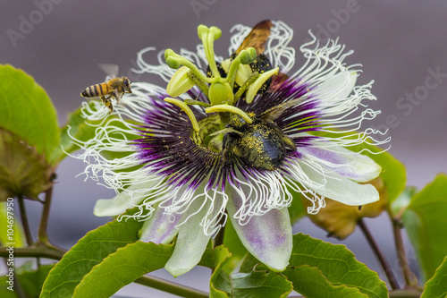 Passiflora incarnata