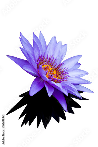 Blue lotus flowers