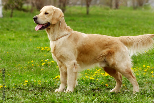 dog Golden Retriever stands