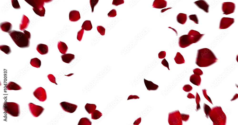 red heart of rose petals flying with vortex on white background, love and valentine day concept, zoom in movement camera