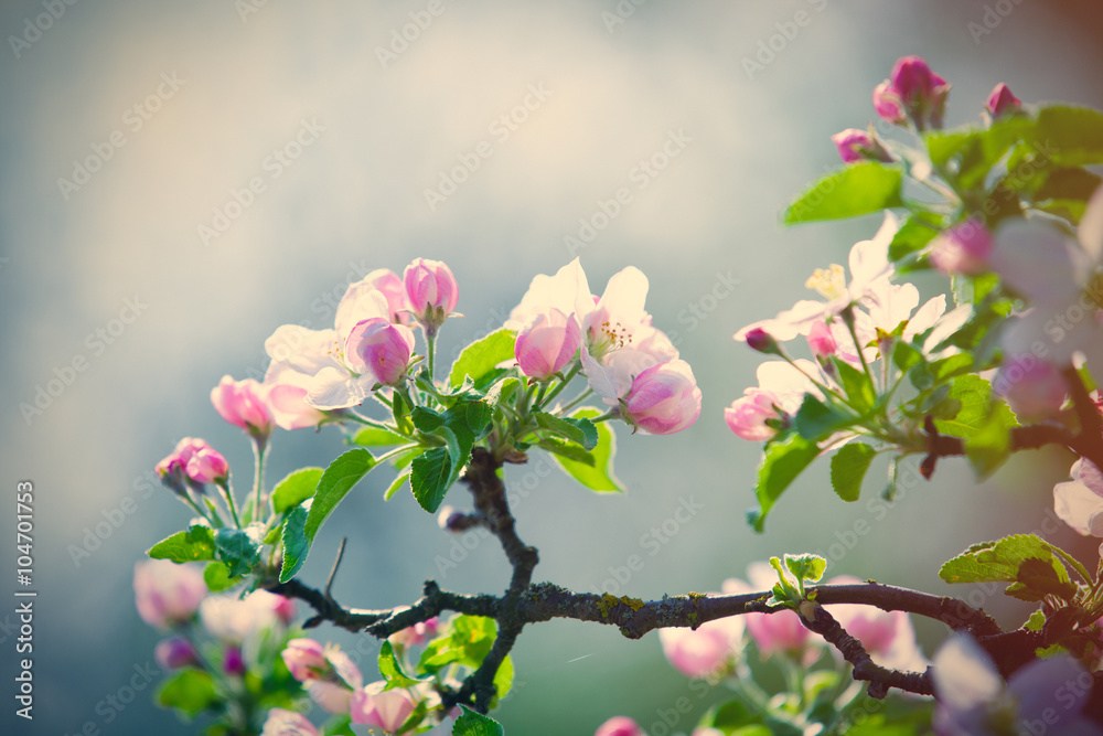 Obraz premium blooming tree