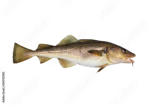 Obraz codfish