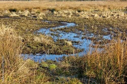 Stream wends its way through wetland