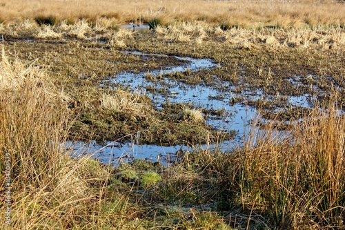 Watercourse winding through wetland