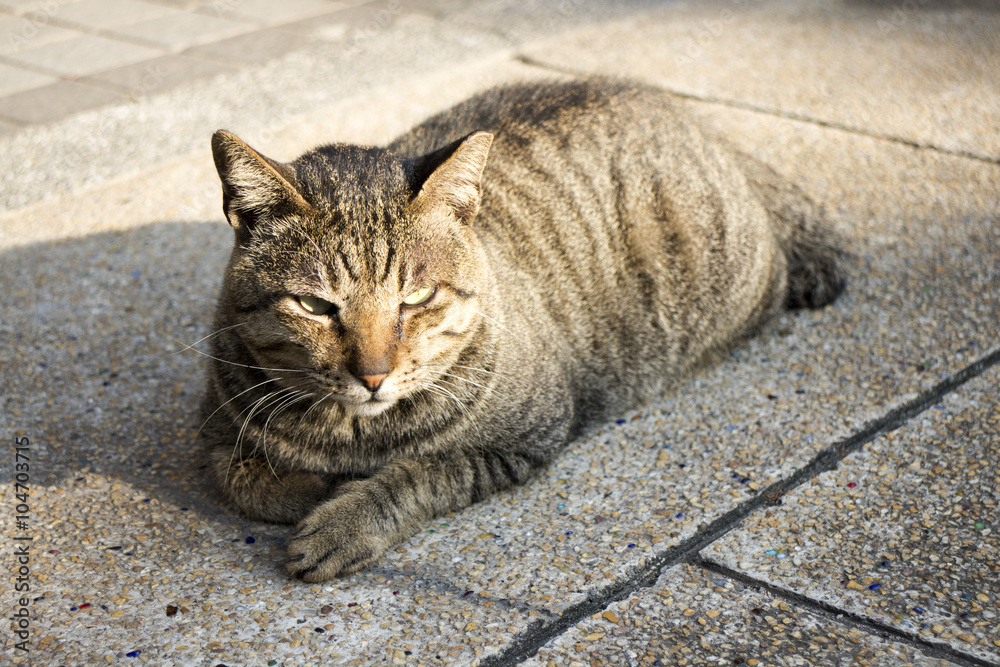 Fototapeta premium 野良猫