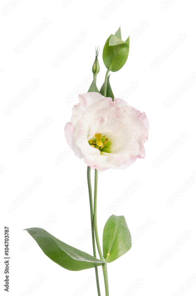 Fototapeta premium Beauty light pink flower isolated on white. Eustoma