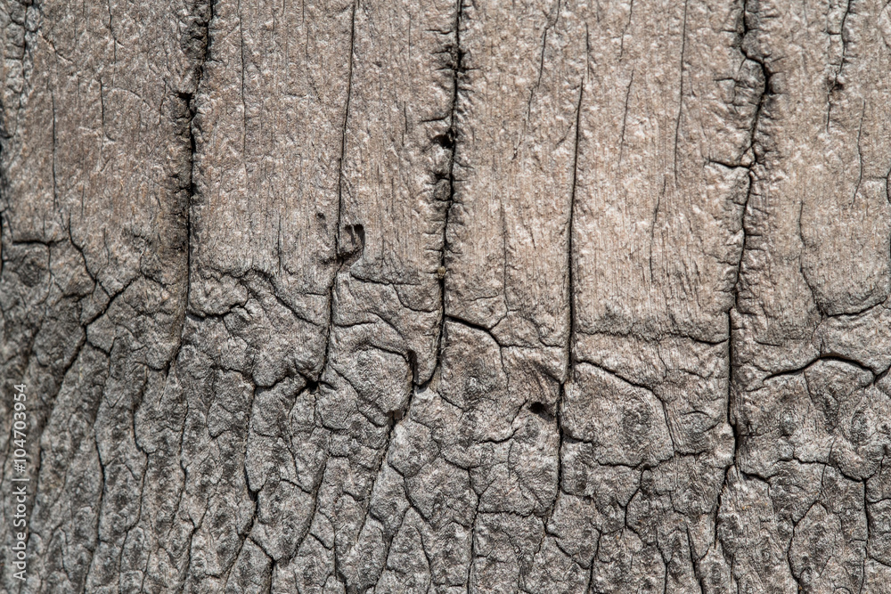 coconut tree surface coconut tree surface