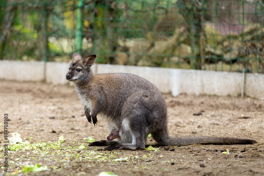 Closeup of a Red-necked Wallaby with baby Closeup of a Red-necked Wallaby with baby