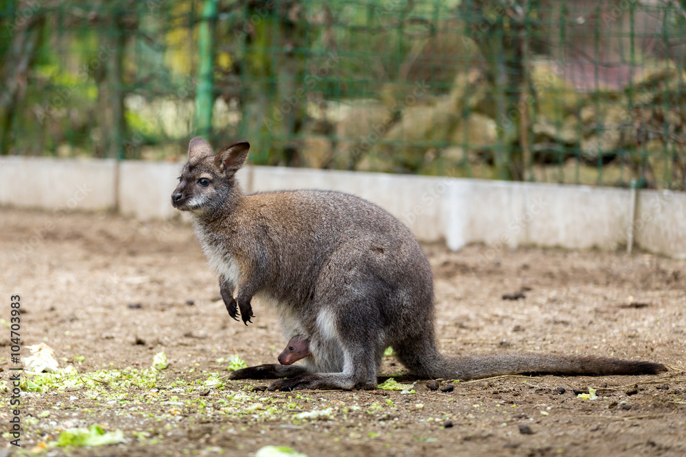 Closeup of a Red-necked Wallaby with baby