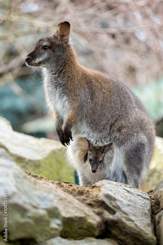 Closeup of a Red-necked Wallaby with baby