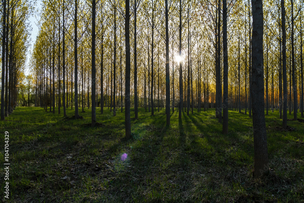 Chopera. Bosque de Chopo canadiense al atardecer. Populus canadensis. Chopera. Bosque de Chopo canadiense al atardecer. Populus canadensis.