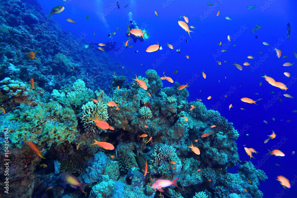 Fototapeta premium coral reef underwater photo