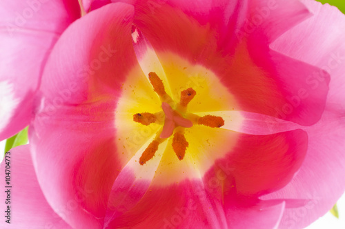 Open pink tulip bud.