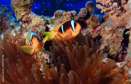 anemone fish, clown fish, underwater photo