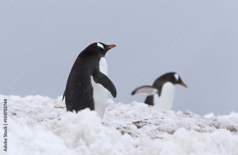 Fototapeta premium Gentoo Penguins, Antarctica.