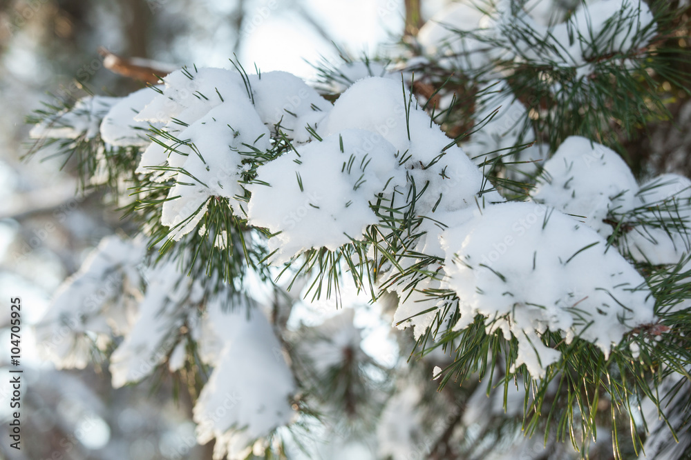 Pine branches covered with snow Pine branches covered with snow