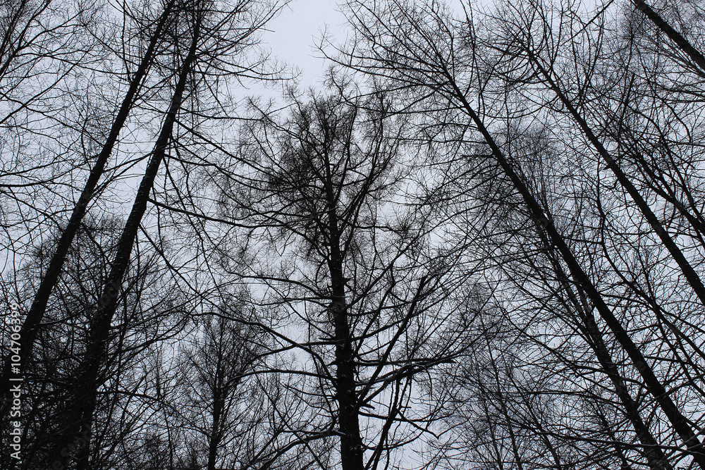 Мрачный страшный лес. Серые пугающие деревья. Черно-белое фото. Stock ...