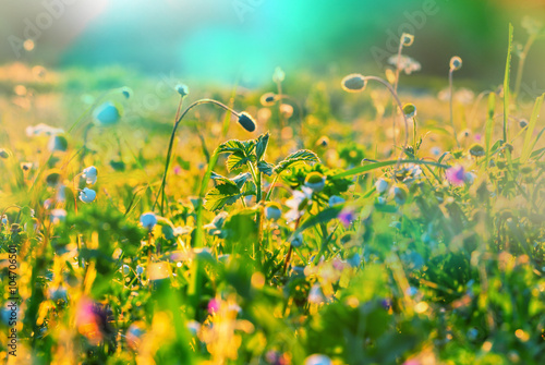 Fototapeta Naklejka Na Ścianę i Meble -  Sunny meadow