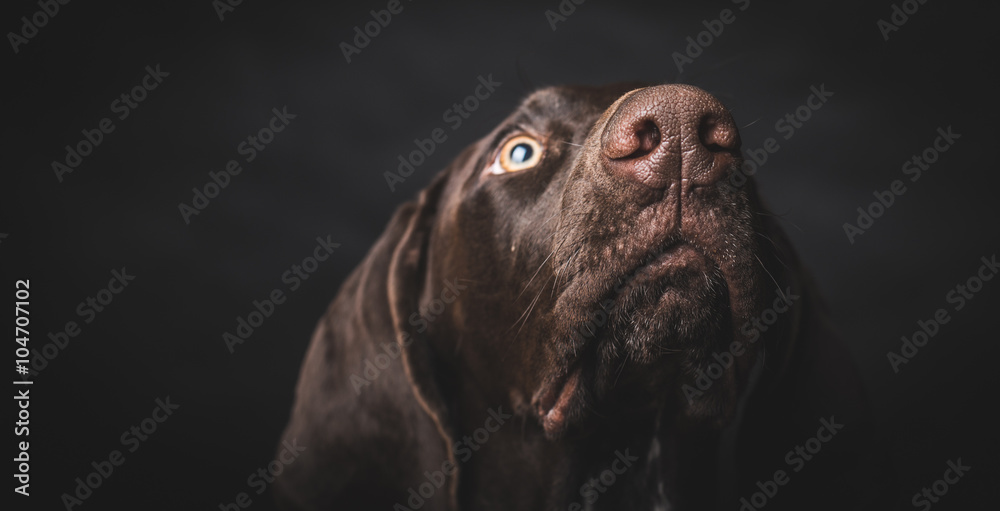 Young German pointer dog looking up. Studio shot. - obrazy, fototapety, plakaty 