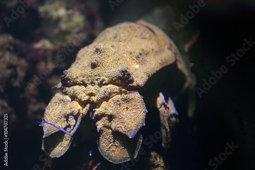 Mediterranean slipper lobster, Scyllarus pygmaeus