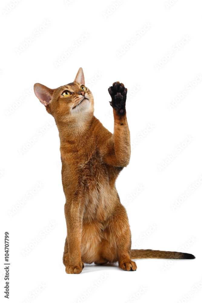 Funny Abyssinian Cat Sit, Curiously Looking and Raising up paw